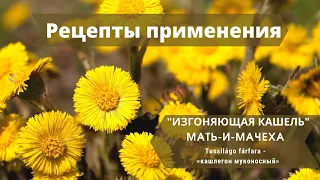 Как вылечить кашель? Мать-и-Мачеха и ее полезные свойства.