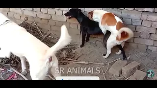 street dog mating video on road 🔥 | dog mating | animal mating