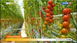 Увеличение производства овощей и фруктов с помощью нацпроекта (Россия 1)