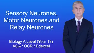 A Level Biology Revision (Year 13) "Sensory Neurones, Motor Neurones and Relay Neurones"