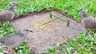 Bird trap || caught a beautiful Dove