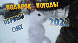 Первый снег 2022 / Охота на зайца 2022 / Тропление зайца 2022