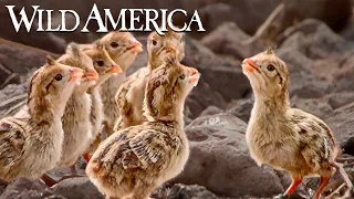 Wild America | S6 E3 Pretty as a Quail | Full Episode HD