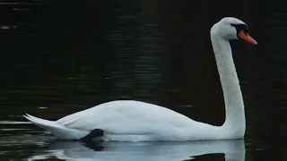 Beth Tracy performs Le Cygne (The Swan) by Camille Saint-Saëns.