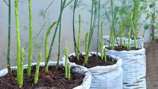 How to grow asparagus in a bag at home | very easy for beginners