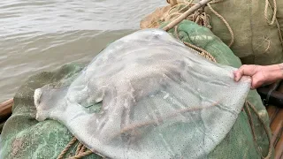 GIANT JELLYFISH Catch and Cook - Vietnam Street Food - Vietnam Seafood