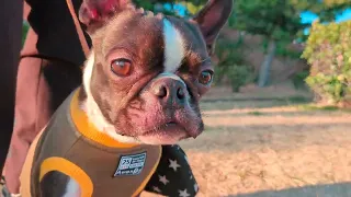 Muffy the charming Boston Terrier