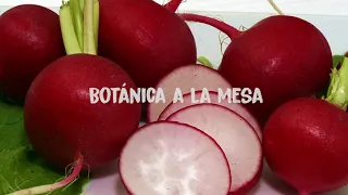 Botánica A La Mesa: Las propiedades del rábano | Jardín Botánico de Bogotá