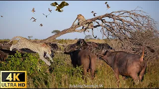 Survive the Wild | 4K Wildlife/4K TV: 4K Nature Documentary Film (Relaxation Music)