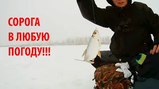 КАК ЛОВИТЬ ПЛОТВУ ВСЕГДА! Даже в бесклевье и на запресованных водоемах.