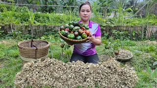 Harvest Tubers & Bell Pepper At Garden Goes to market sell - Cooking - Lý thị Ca