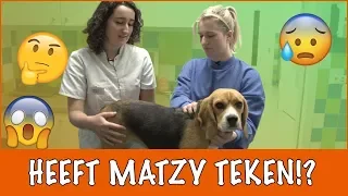 Matzy wordt onderzocht!!! | DierenpraatTV