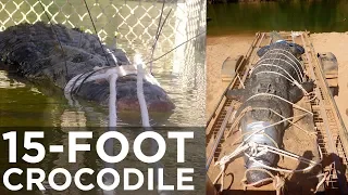 Massive crocodile captured in Australia