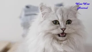 So many cute kittens videos compilation 2021. Cute cat (Wow-Wow Animal).