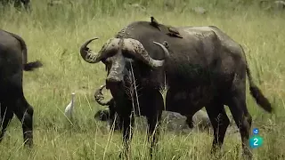 Documental. Leones vs Búfalos