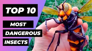 TOP 10 Most DANGEROUS INSECTS In The World | 1 Minute Animals