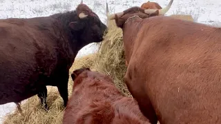 Quick Video of Our American Milking Devons!