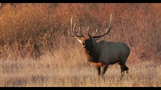 Elk Sunrise Bugling-8K-Wildlife Video/Photography-Jackson Hole/Grand Teton Park/Yellowstone Park