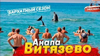 #Анапа ДЕЛЬФИНЫ УСТРОИЛИ ШОУ В ВИТЯЗЕВО. ТАКОГО МОРЯ Я НЕ ВИДЕЛ НИКОГДА. БАРХАТНЫЙ СЕЗОН В РАЗГАРЕ.