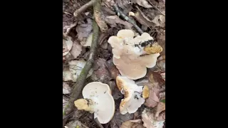 NH Mushroom Hedgehog