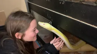 Reticulated Python has missed her Keeper.