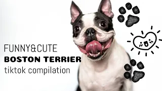 BOSTON TERRIER TIK TOK COMPILATION - FUNNY AND CUTE VIDEO CLIPS