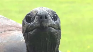 Uralte Riesenschildkröte ist der Star auf St. Helena