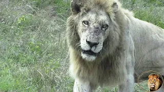 Casper The White Lion Is Beautiful Watch How His Mane Has Grown