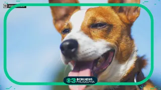 Pet Project: Detecting your pet's health problems through smell