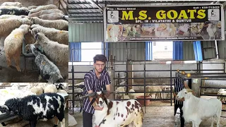 The Name of Quality MS GOATS | More Details Contact Nawaz 6301710422