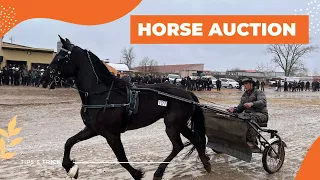 Horse auction in Ontario. Canada