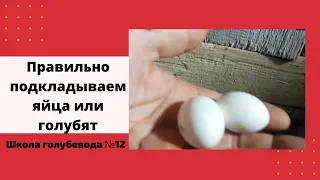 Правильно подкладываем яйца или голубят. Школа голубевода№12