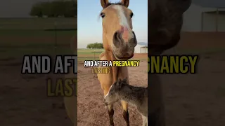 She didn’t expect this when she woke up… #animals #horses #horse #shorts