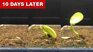 Lima Bean Germination 10 Days Time Lapse