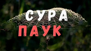 Сура Паук (аль-Анкабут)