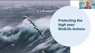 Protecting the Blue: Birds and the High Seas | BirdLife International Conservation Webinar Series