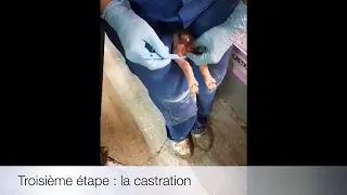 Protocole de castration sous anesthésie obligatoire au 01/01/2022