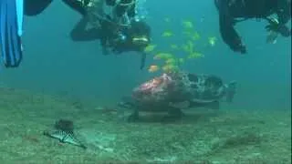 Kas Diving in Tofo, Mozambique 2012