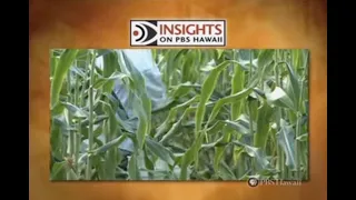 GMOs | INSIGHTS ON PBS HAWAIʻI