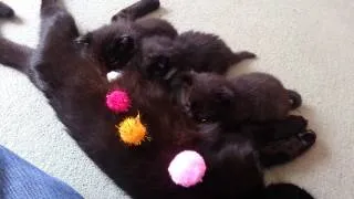 4 Weeks Old Kittens Feeding 2014