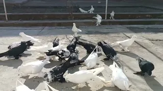 шерали акани хонодонидан Андижанские голуби
