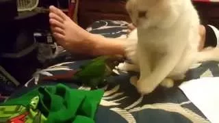 Conure vs Cat