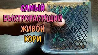 САМЫЙ БЫСТРОРАСТУЩИЙ ЖИВОЙ КОРМ