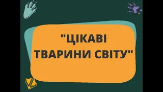 Цікаві тварини світу (ІНФАСОТКА)