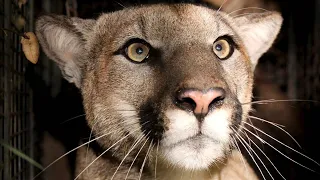 You might spot mountain lions in CA, but deadly attacks are rare