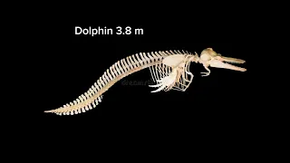 Skeleton Animals Size Comparison (Living and Extinct)