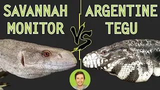 Savannah Monitor vs Argentine Tegu - Head To Head