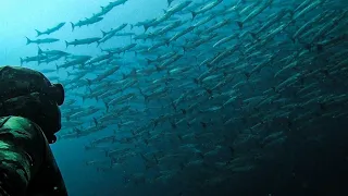 THOUSANDS OF BARRACUDA! || SUSTAINABLE FISHING! || SPEARFISHING PHILIPPINES!