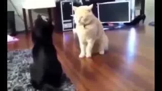 Коты чудики ! смешные животные! смешные коты! приколы!   / fun! funny animals!  funny cats!