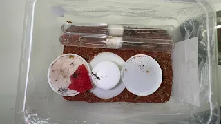 camponotus singularis update!